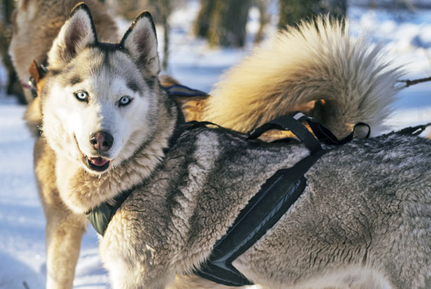Vacances-passion - La Maison Blanche - Albiez le Vieux - Savoie