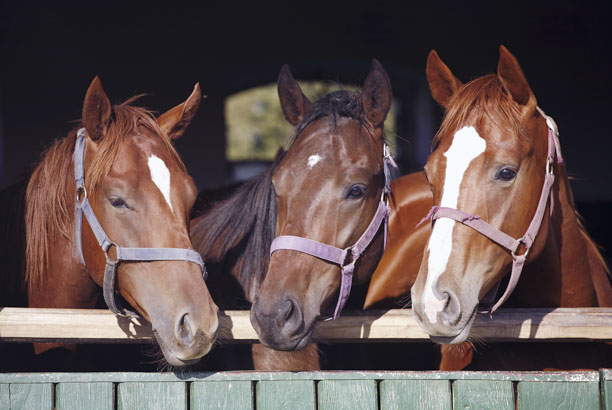 Vacances-passion - Les écuries de l'Odon - Baron-sur-Odon - Calvados
