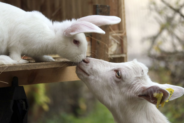 Vacances-passion - Ferme pédagogique du Pichet - Norroy-sur-Vair - Vosges