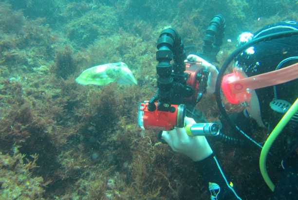 Vacances-passion - Domaine Camieta - Saint-Jean-de-Luz - Pyrénées-Atlantiques